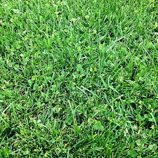 Best-Lawn-Weed-Control-in-Cincinnati-Ohio 0